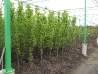 Fagus_s_Dawycki_Green_B&B