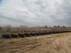 Rows of Magnolias