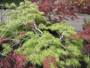 Green Japanese Maple