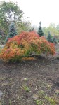 Japanese Maple in Fall Colors