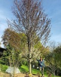 Lrge Maple Planting