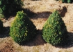 Buxus_Conica