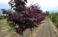 cercis_canadensis_forest_pansy