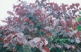 cercis_canadensis_forest_pansy2