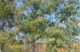 chinkapin-oak-braun-oct-17th-2012