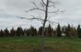 kentucky-coffee-trees-braun-oct-175th-2012-4