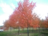 red-sunset-maples-braun-oct-17th-2012-1