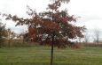 scarlet-oaks-oct-17th-2012