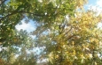 swamp-white-oak-braun-oct-17th-2012-4