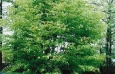acer_p_green
