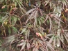 acer_palm_diss_red_macro