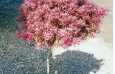 acer_palm_diss_standardred