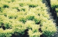 juniperus_c_old_gold2