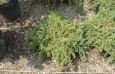 juniperus_hor_blue_pacific_gc