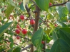 malus_snowdrift_berries