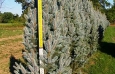 Columnar Blue Spruce