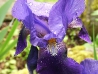 iris_purple_beard