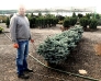 Thume Blue Spruce