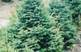 picea_pungens