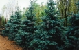 picea_pungens2