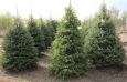picea_pungens3