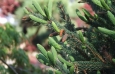 spruce_new_growth