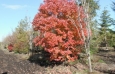 Red Maple Clump