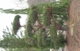 Sculptured Pine