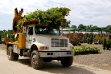 Tree in Truck